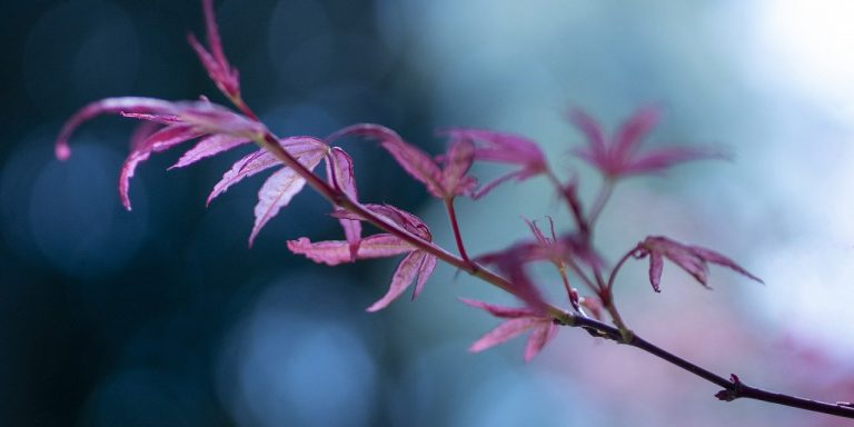 leaves-g93c4d8858_1280