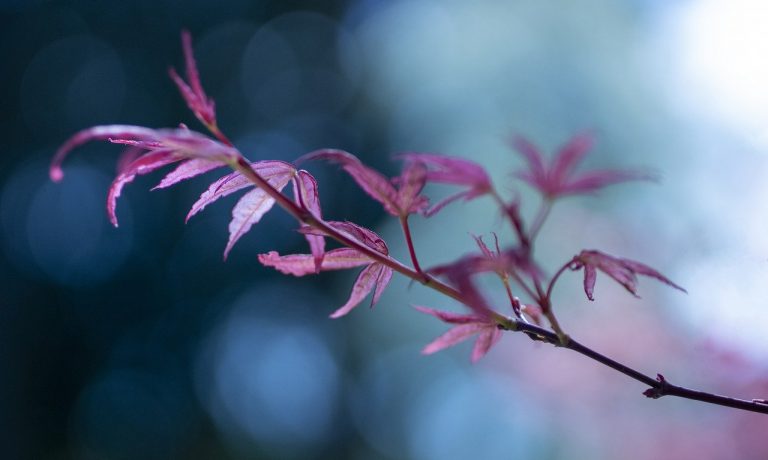 leaves-g93c4d8858_1280