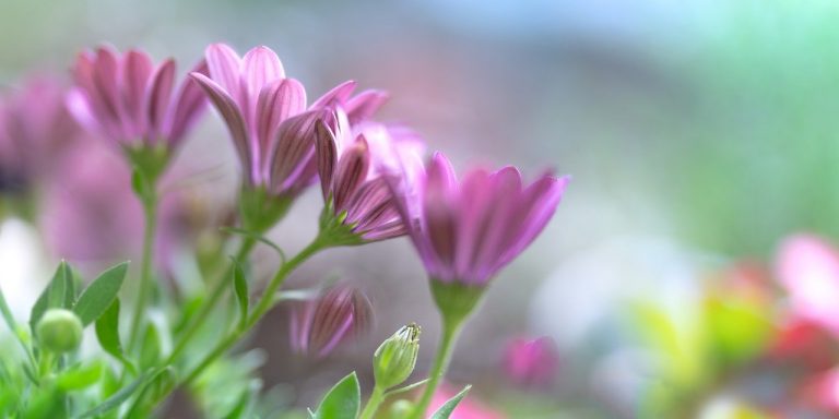 daisies-ga6e80fed9_1280