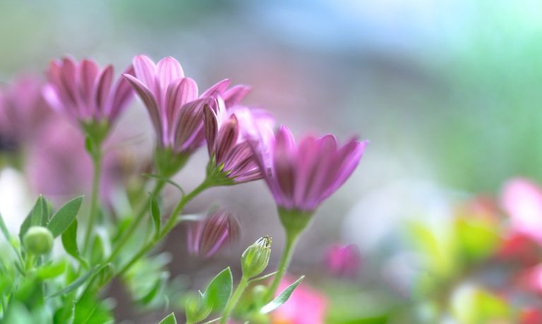 daisies-ga6e80fed9_1280