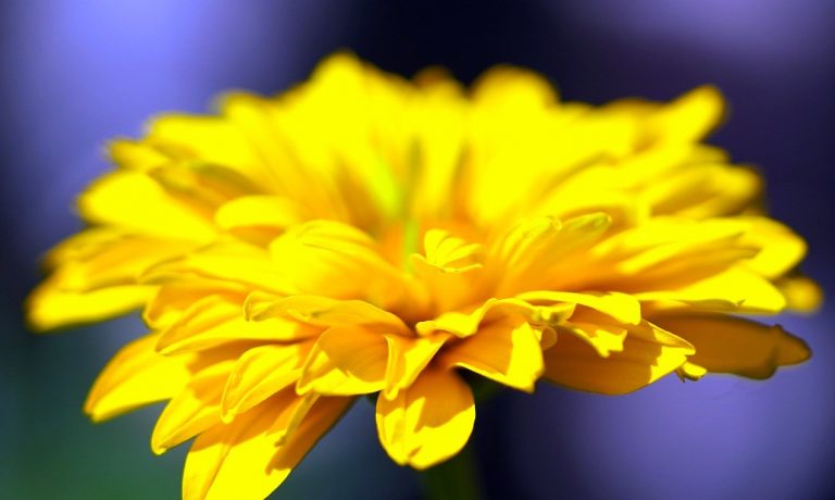 flower-g73ea61940_1280