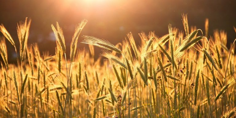 grain-g60c8aacbd_1280