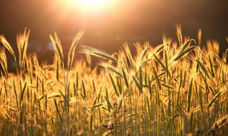 grain-g60c8aacbd_1280