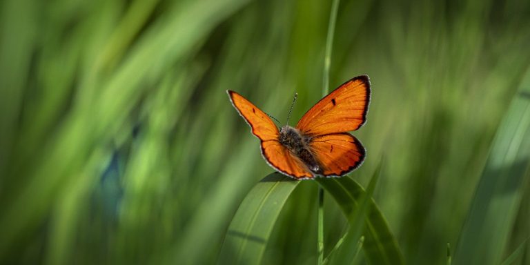 butterfly-g63edeb51b_1280