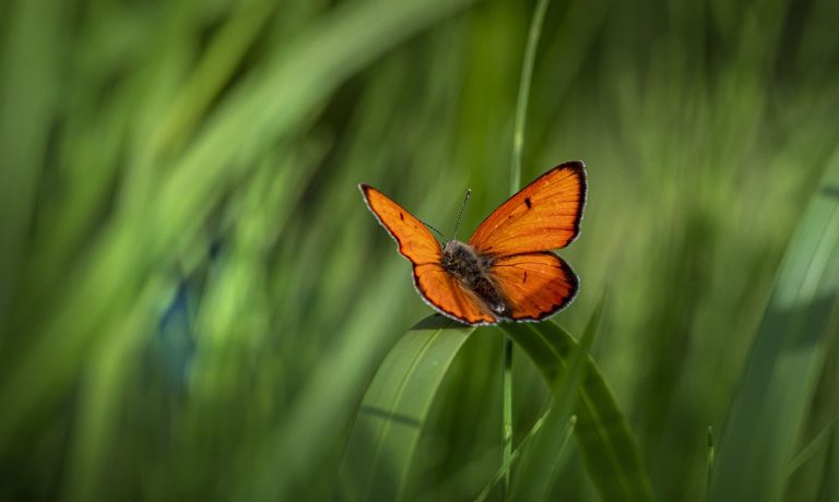 butterfly-g63edeb51b_1280