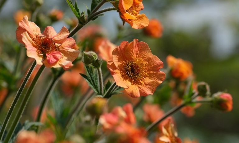 flower-g6459d9b98_1280