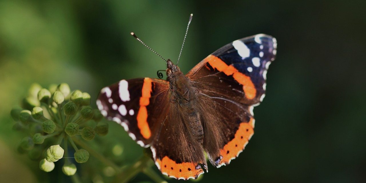 red-admiral-g8719ec53d_1280