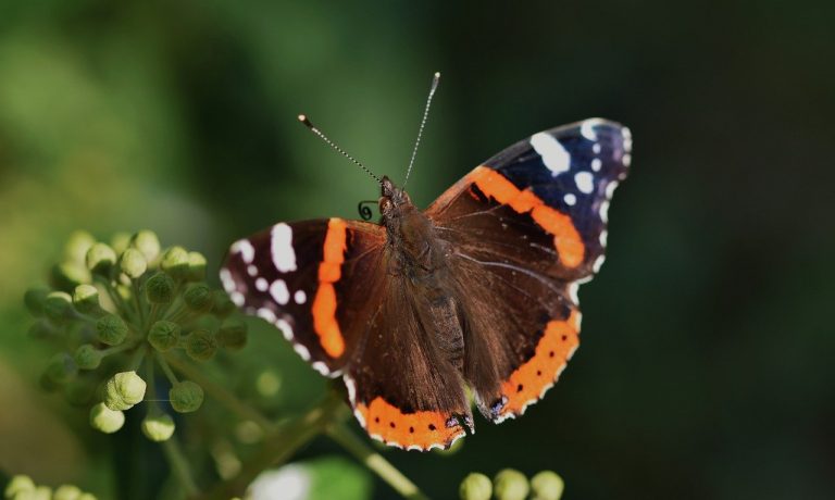 red-admiral-g8719ec53d_1280