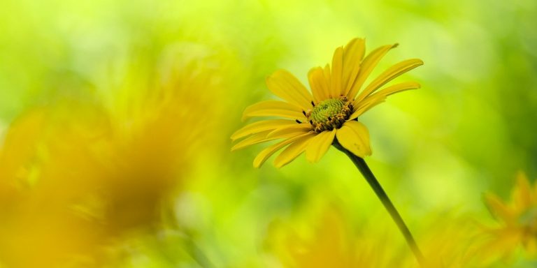 sun-eyes-gcc02fd81f_1280