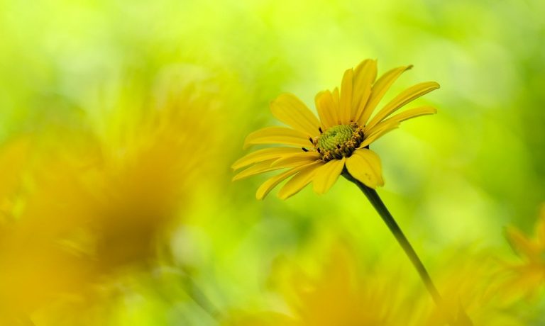 sun-eyes-gcc02fd81f_1280