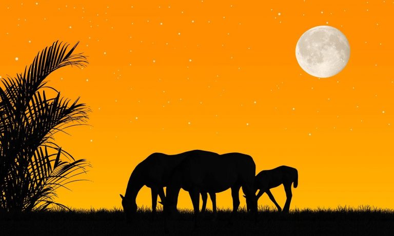 Foto von mollyroselee