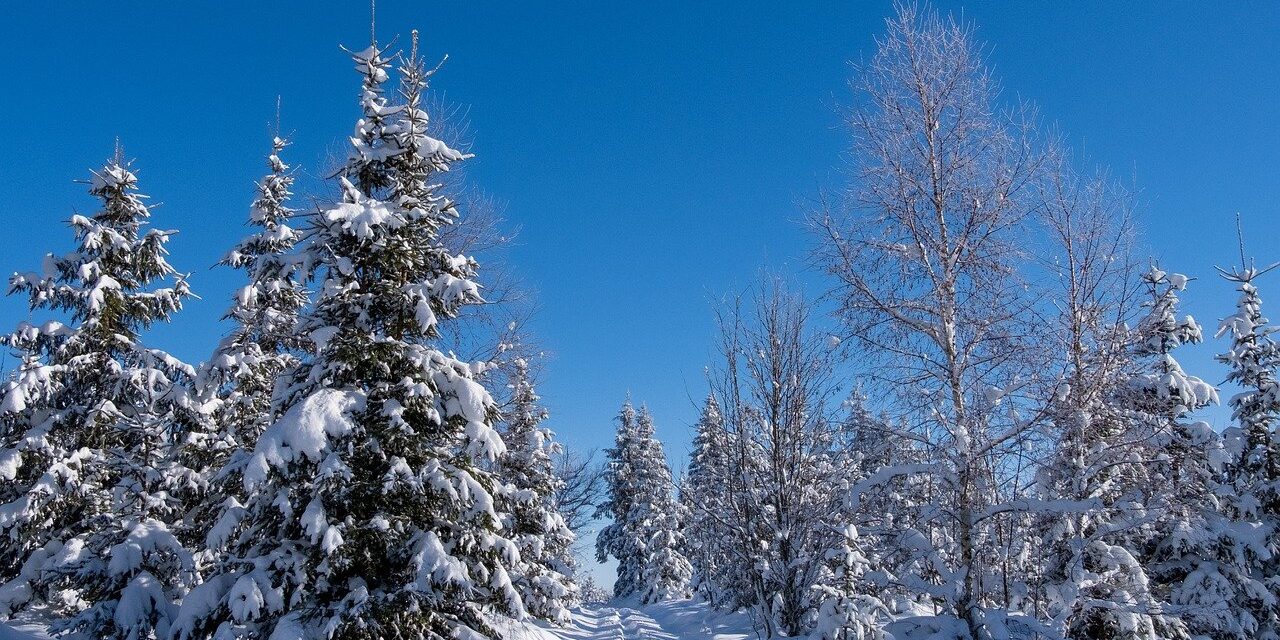 winter, trees, landscape