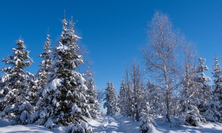 Foto von NickyPe winter, trees, landscape