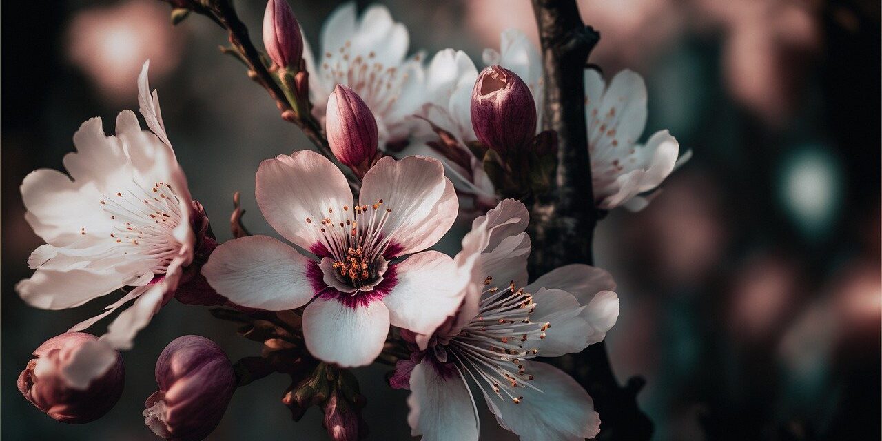 flower, cherry blossom, sakura