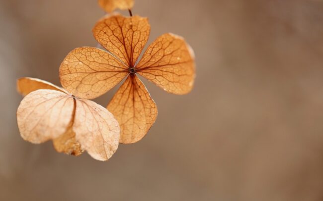 hydrangea, dry flower, dry