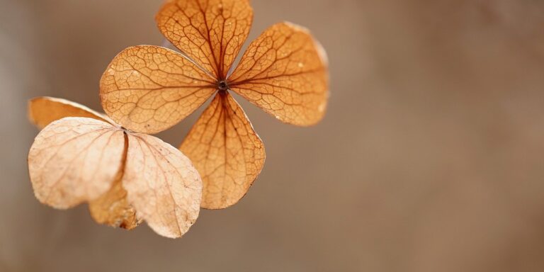 Foto von Nennieinszweidrei hydrangea, dry flower, dry
