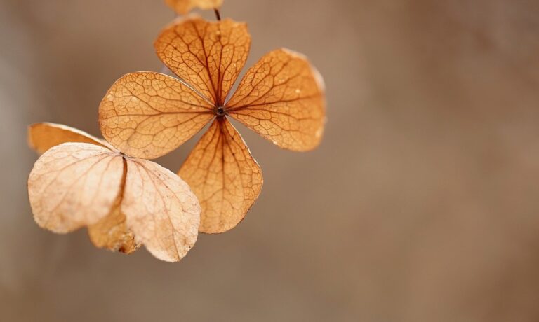 Foto von Nennieinszweidrei hydrangea, dry flower, dry