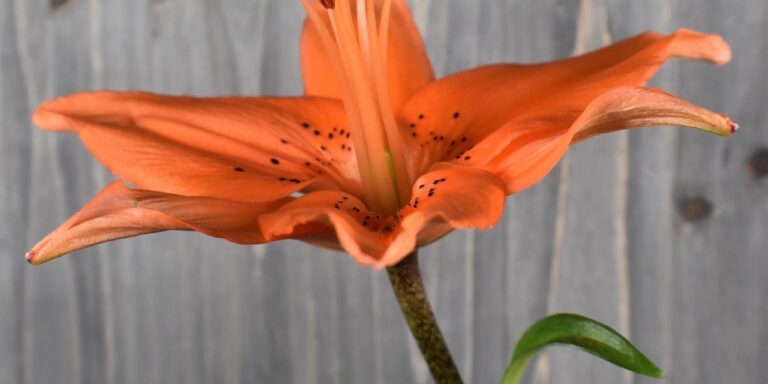 Foto von Ray_Shrewsberry