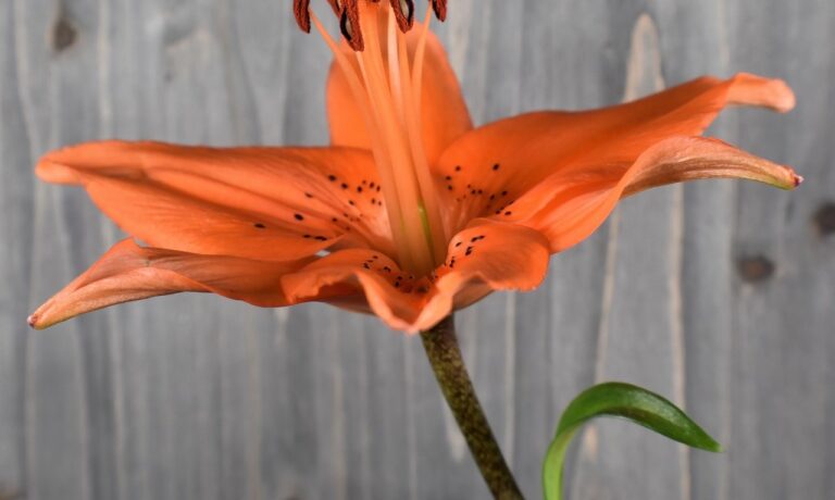 Foto von Ray_Shrewsberry