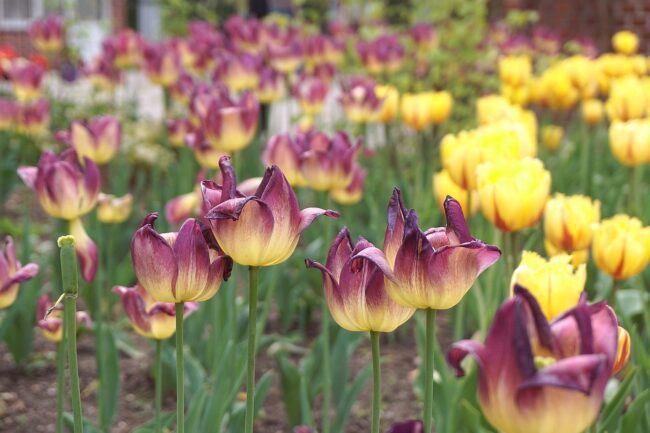 flowers, tulips, colorful flowers