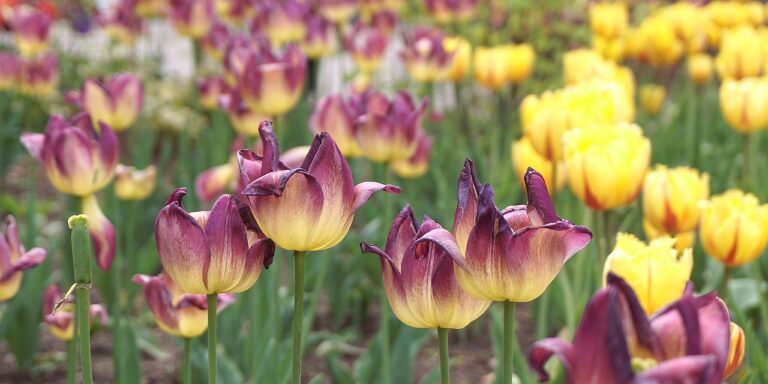 Photo by Nowaja flowers, tulips, colorful flowers