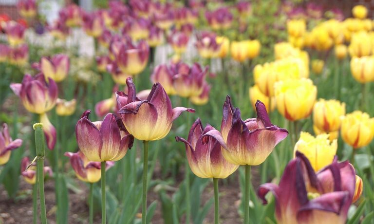 Photo by Nowaja flowers, tulips, colorful flowers