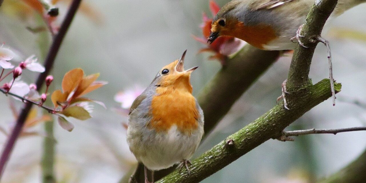 robin, songbird, feeding