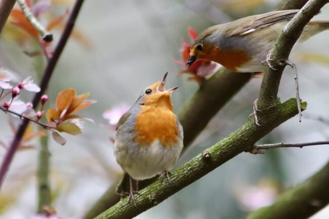 robin, songbird, feeding