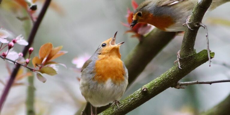 Photo by Nennieinszweidrei robin, songbird, feeding