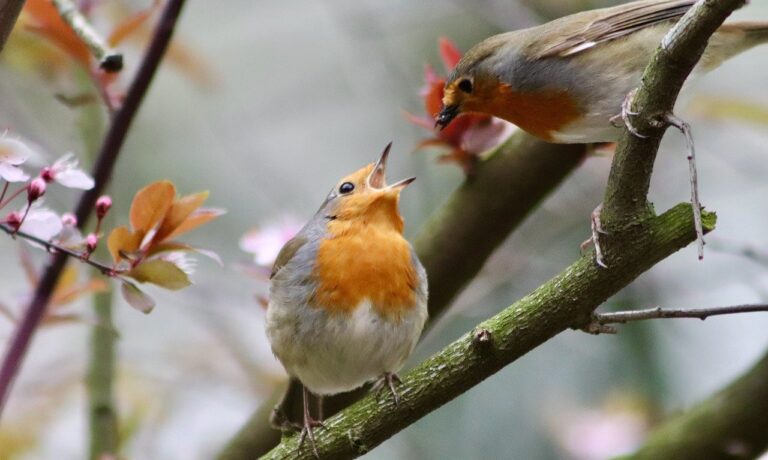 Photo by Nennieinszweidrei robin, songbird, feeding