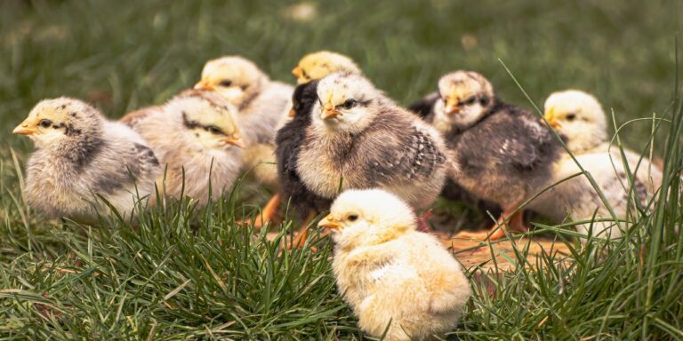 Photo by birgl birds, ornithology, chick