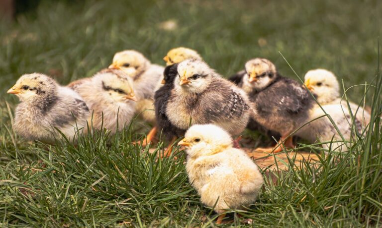 Photo by birgl birds, ornithology, chick