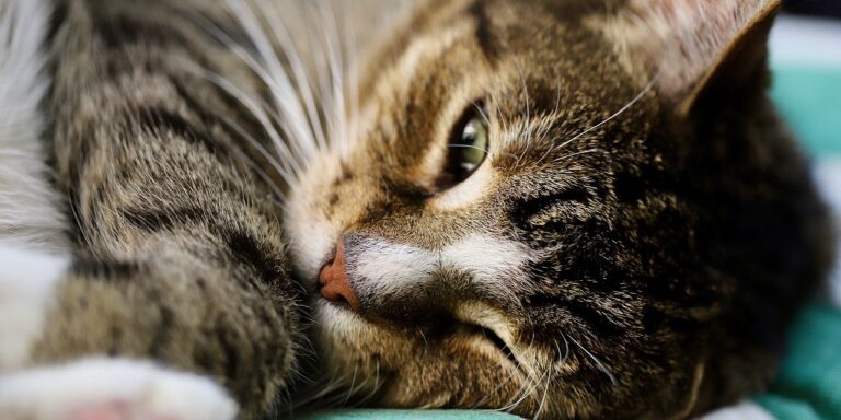 Photo by Nennieinszweidrei cat, mackerel, domestic cat
