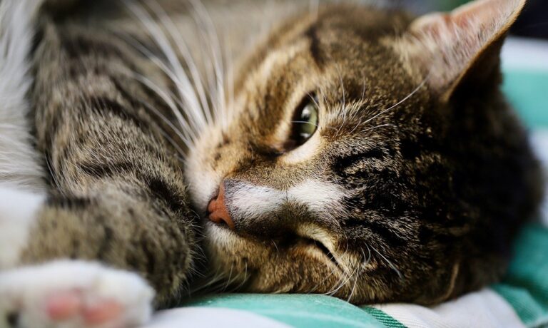Photo by Nennieinszweidrei cat, mackerel, domestic cat
