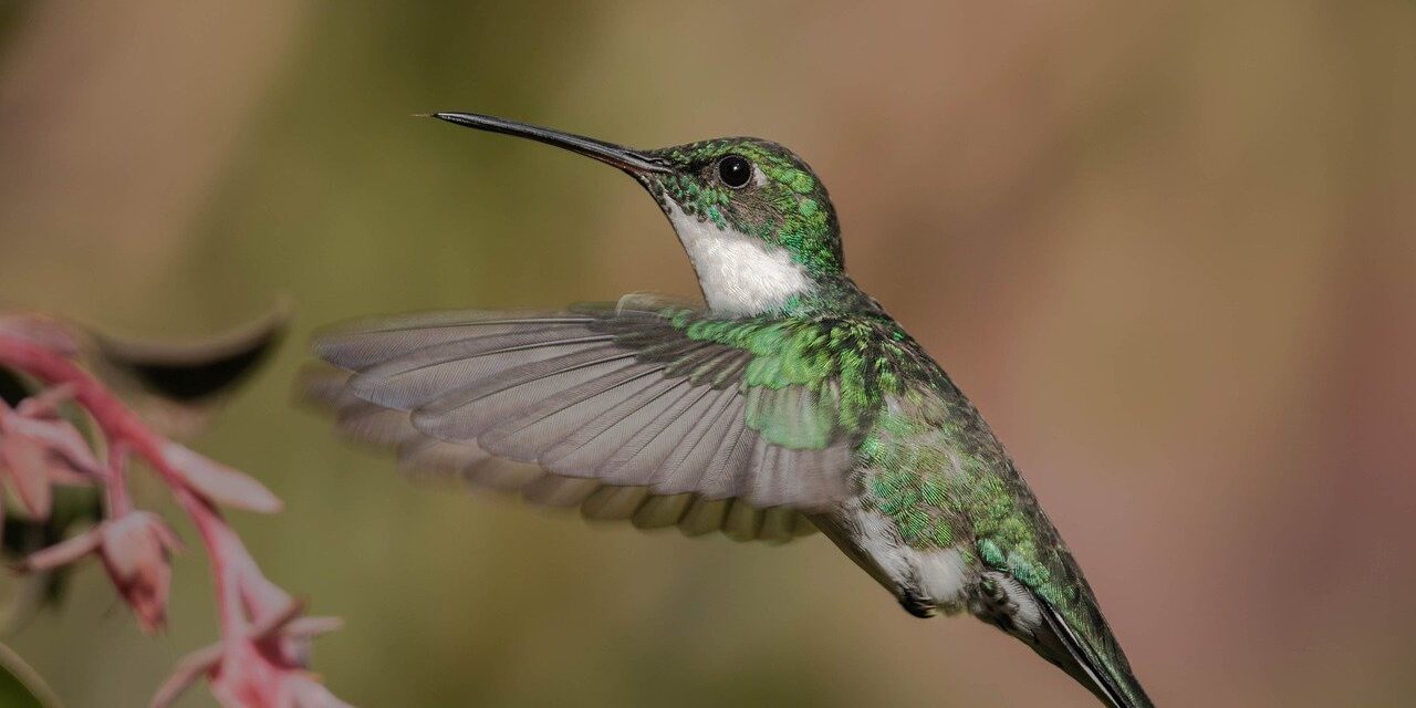 hummingbird, fly, peak