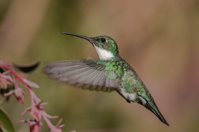 hummingbird, fly, peak