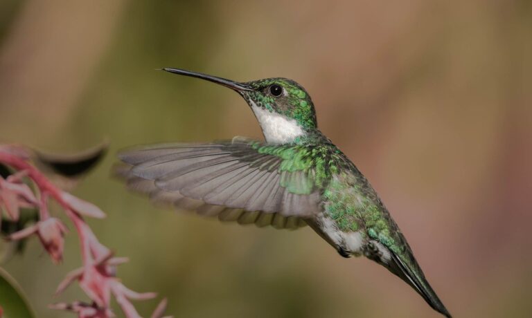 Photo by Beto_MdP hummingbird, fly, peak