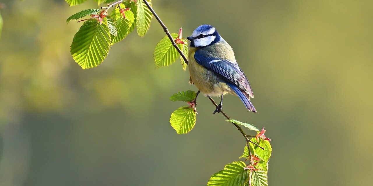 blue tit, tit, bird