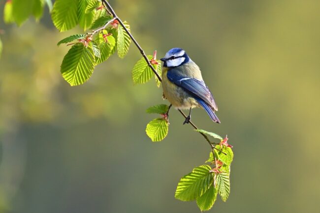 blue tit, tit, bird