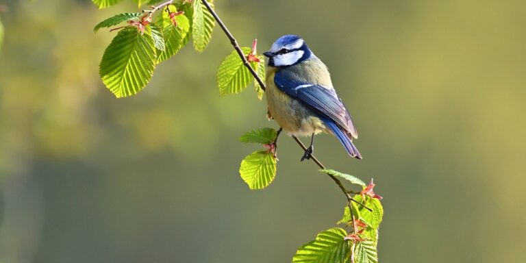 Photo by jggrz blue tit, tit, bird