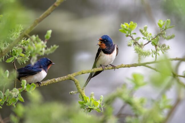 barn swallows, ornithology, migratory birds