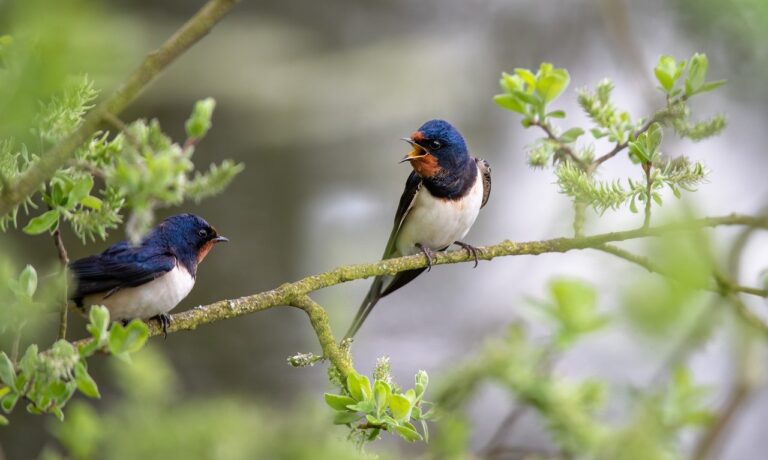 Photo by fotoblend barn swallows, ornithology, migratory birds