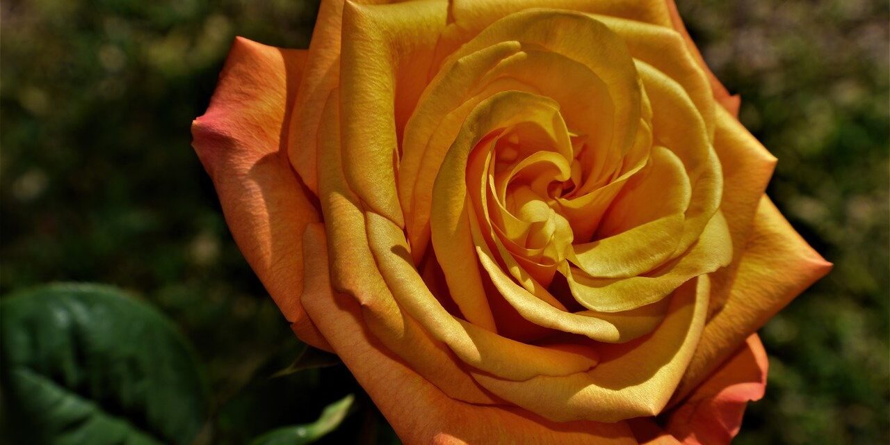 flower, rose, botany