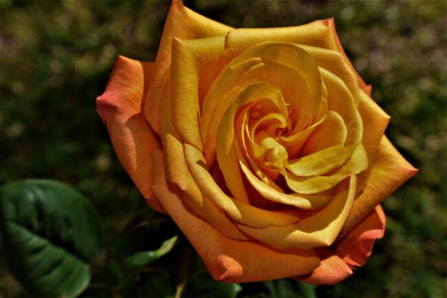 flower, rose, botany