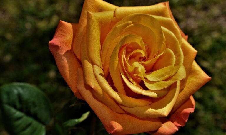 Photo by Ray_Shrewsberry flower, rose, botany