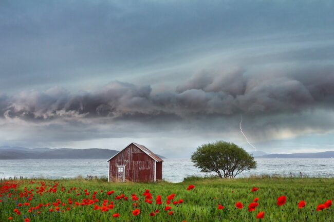 field, flower background, flowers