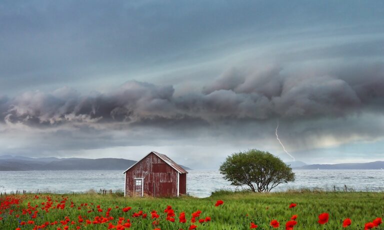 Photo by ELG21 field, flower background, flowers