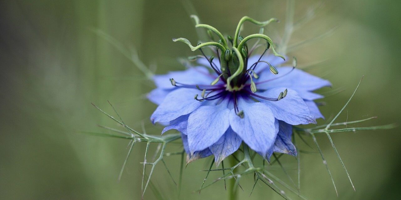 virgin in the green, damask black cumin, flower background