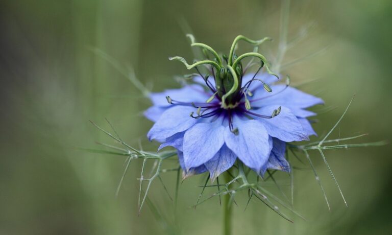 Photo by Nennieinszweidrei virgin in the green, damask black cumin, flower background