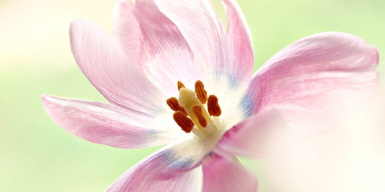 Photo by ignartonosbg flower, pistils, flower background